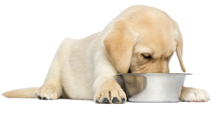 Comedouros em inox para cães